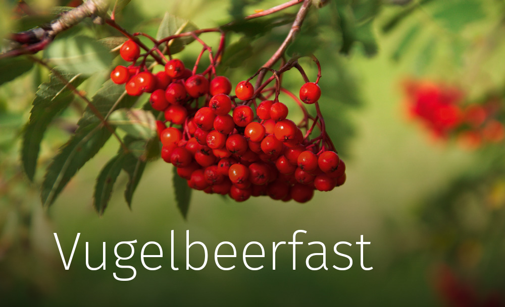Vugelbeerfast Vugelbeerfast