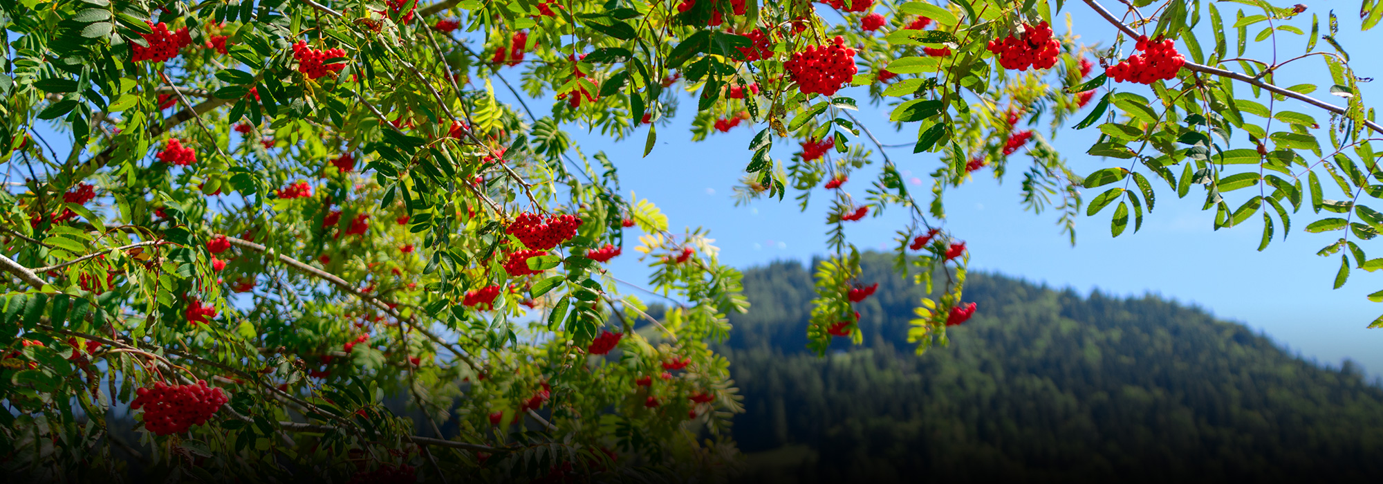 Vugelbeerfast_Lauter Vugelbeerfast_Lauter